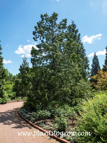 Western Red Cedar (Thuja plicata)